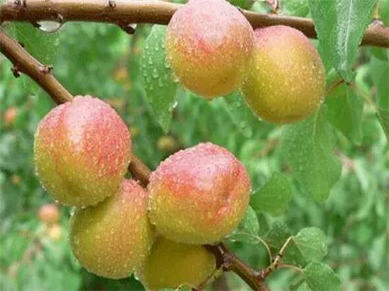 內(nèi)蒙古腐殖酸生產(chǎn)挽救產(chǎn)量